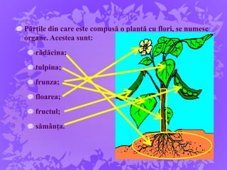 Părțile din care este compusă o plantă cu flori, se numesc
organe. Acestea sunt:
rădăcina;
tulpina;
frunza;
floarea;
fructul;
sămânța.
 