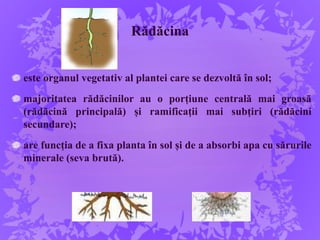 Rădăcina
este organul vegetativ al plantei care se dezvoltă în sol;
majoritatea rădăcinilor au o porțiune centrală mai groasă
(rădăcină principală) și ramificații mai subțiri (rădăcini
secundare);
are funcția de a fixa planta în sol și de a absorbi apa cu sărurile
minerale (seva brută).
 