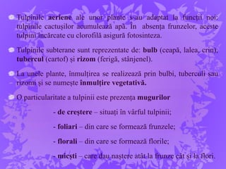 Tulpinile aeriene ale unor plante s-au adaptat la funcții noi:
tulpinile cactușilor acumulează apă. În absența frunzelor, aceste
tulpini încărcate cu clorofilă asigură fotosinteza.
Tulpinile subterane sunt reprezentate de: bulb (ceapă, lalea, crin),
tubercul (cartof) și rizom (ferigă, stânjenel).
La unele plante, înmulțirea se realizează prin bulbi, tuberculi sau
rizomi și se numește înmulțire vegetativă.
O particularitate a tulpinii este prezența mugurilor
- de creștere – situați în vârful tulpinii;
- foliari – din care se formează frunzele;
- florali – din care se formează florile;
- micști – care dau naștere atât la frunze cât și la flori.
 