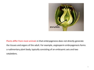 Protoderme Vegetal Plant embryo development | PPTX