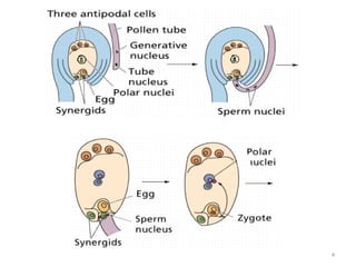 Plant embryo development | PPTX