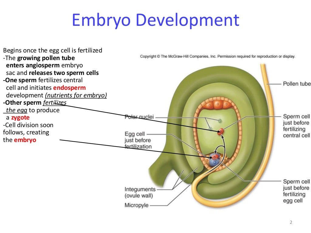Plant embryo development