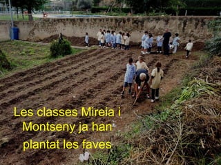 Les classes Mireia i
 Montseny ja han
 plantat les faves
 