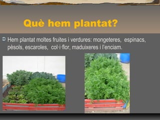 Què hem plantat?
 Hem plantat moltes fruites i verdures: mongeteres, espinacs,
pèsols, escaroles, col·i·flor, maduixeres i l’enciam.
 