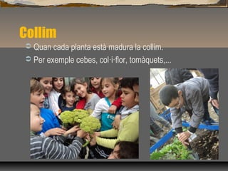 Collim
 Quan cada planta està madura la collim.
 Per exemple cebes, col·i·flor, tomàquets,...
 