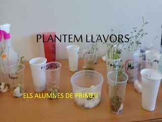 PLANTEM LLAVORS
ELS ALUMNES DE PRIMER
 