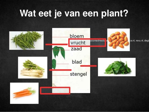 Planten en eten