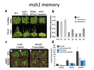 Plant epigenetic memory in plant growth behavior and stress response. Sally Mackenzie