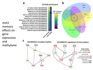 Plant epigenetic memory in plant growth behavior and stress response. Sally Mackenzie