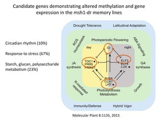 Plant epigenetic memory in plant growth behavior and stress response. Sally Mackenzie