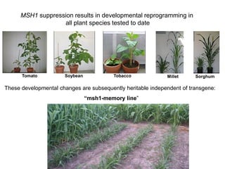 Plant epigenetic memory in plant growth behavior and stress response. Sally Mackenzie