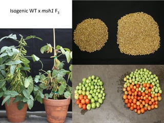 Plant epigenetic memory in plant growth behavior and stress response. Sally Mackenzie