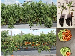 Plant epigenetic memory in plant growth behavior and stress response. Sally Mackenzie