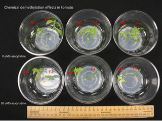 Plant epigenetic memory in plant growth behavior and stress response. Sally Mackenzie