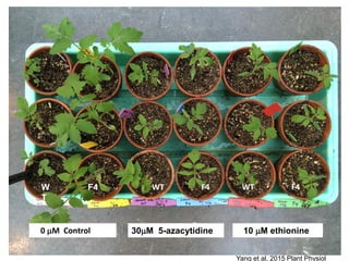Plant epigenetic memory in plant growth behavior and stress response. Sally Mackenzie