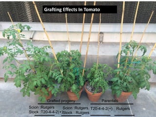 Plant epigenetic memory in plant growth behavior and stress response. Sally Mackenzie