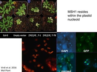 Plant epigenetic memory in plant growth behavior and stress response. Sally Mackenzie
