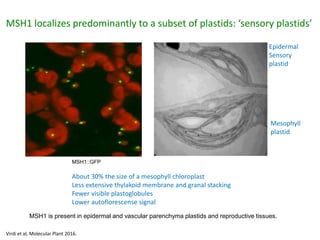 Plant epigenetic memory in plant growth behavior and stress response. Sally Mackenzie