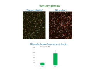 Plant epigenetic memory in plant growth behavior and stress response. Sally Mackenzie