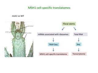 Plant epigenetic memory in plant growth behavior and stress response. Sally Mackenzie