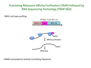 Plant epigenetic memory in plant growth behavior and stress response. Sally Mackenzie