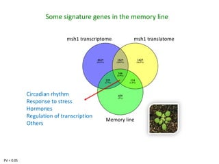 Plant epigenetic memory in plant growth behavior and stress response. Sally Mackenzie