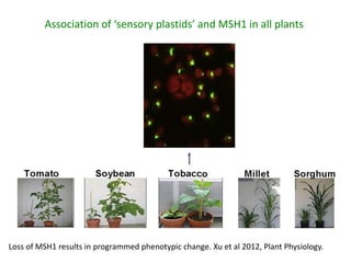 Plant epigenetic memory in plant growth behavior and stress response. Sally Mackenzie