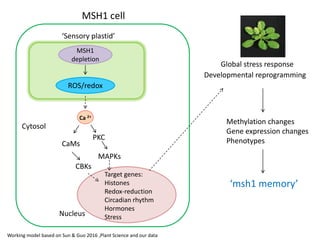 Plant epigenetic memory in plant growth behavior and stress response. Sally Mackenzie
