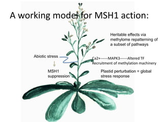 Plant epigenetic memory in plant growth behavior and stress response. Sally Mackenzie