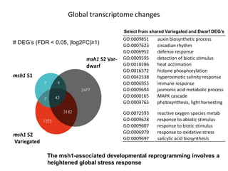 Plant epigenetic memory in plant growth behavior and stress response. Sally Mackenzie
