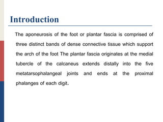 Introduction
The aponeurosis of the foot or plantar fascia is comprised of
three distinct bands of dense connective tissue which support
the arch of the foot The plantar fascia originates at the medial
tubercle of the calcaneus extends distally into the five
metatarsophalangeal joints and ends at the proximal
phalanges of each digit.
 