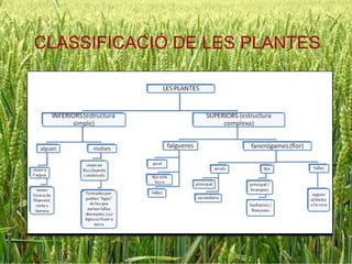 CLASSIFICACIÓ DE LES PLANTES 