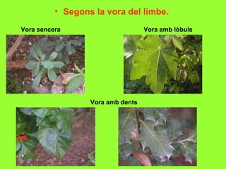 • Segons la vora del limbe.
Vora sencera                       Vora amb lòbuls




                  Vora amb dents
 