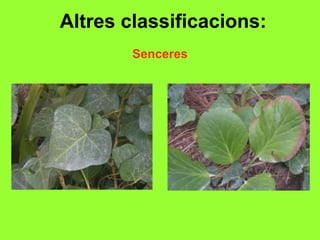 Altres classificacions:
        Senceres
 