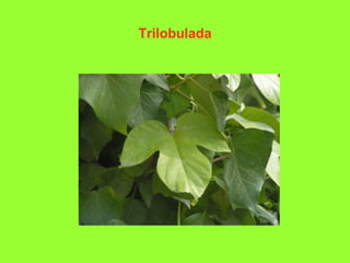 Trilobulada
 
