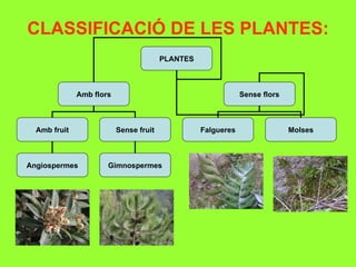 CLASSIFICACIÓ DE LES PLANTES:
                                        PLANTES



              Amb flors                                       Sense flors



  Amb fruit               Sense fruit             Falgueres                 Molses



Angiospermes          Gimnospermes
 