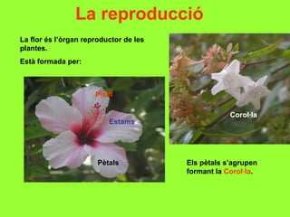 La reproducció
La flor és l’òrgan reproductor de les
plantes.
Està formada per:



                      Pistil

                                                    Corol·la
                          Estams




                       Pètals           Els pètals s’agrupen
                                        formant la Corol·la.
 