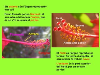 Els estams són l’òrgan reproductor
masculí
Estan formats per un filament i al
seu extrem hi trobem l’antera, que   Pistil
és on s’hi acumula el pol·len

                                                       Estams




                                              Antera amb pol·len



                                     El Pistil és l’òrgan reproductor
                                     femení. Té forma d’ampolla i al
                                     seu interior hi trobem l’òvul.
                                     L’estigma és la part superior
                                     del Pistil, per on entra el
                                     pol·len
 