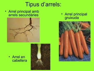 Tipus d’arrels:
• Arrel principal amb
  arrels secundàries      • Arrel principal
                            gruixuda




  • Arrel en
    cabellera
 
