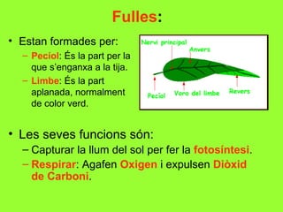 Fulles:
• Estan formades per:
  – Pecíol: És la part per la
    que s’enganxa a la tija.
  – Limbe: És la part
    aplanada, normalment
    de color verd.


• Les seves funcions són:
  – Capturar la llum del sol per fer la fotosíntesi.
  – Respirar: Agafen Oxigen i expulsen Diòxid
    de Carboni.
 
