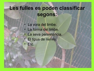 Les fulles es poden classificar
            segons:
      •   La vora del limbe.
      •   La forma del limbe.
      •   La seva persistència.
      •   El tipus de nervis.
      •   Etc.
 