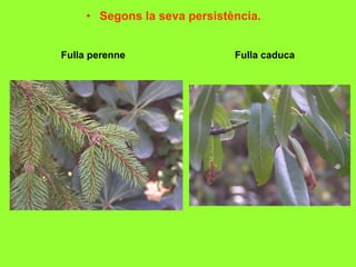 • Segons la seva persistència.
Fulla perenne Fulla caduca
 