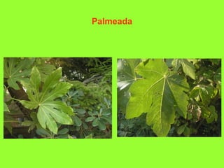 Palmeada
 