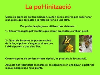 La pol·linització
Quan els grans de pol·len maduren, surten de les anteres per poder anar
a un pistil, que pot estar a la mateixa flor o a una altra.
Per poder desplaçar-se utilitzen dos sistemes:
1.- Són arrossegats pel vent fins que entren en contacte amb un pistil.
2.- Quan els insectes es posen a sobre
de la for, el pol·len s’enganxa al seu cos
i així el porten a una altra flor.
Quan els grans de pol·len arriben al pistil, es produeix la fecundació.
Aquesta flor fecundada es marceix i es converteix en una llavor, a partir de
la qual naixerà una nova planta.
 