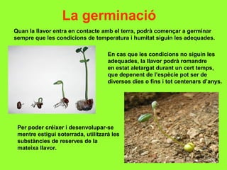 La germinació
Quan la llavor entra en contacte amb el terra, podrà començar a germinar
sempre que les condicions de temperatura i humitat siguin les adequades.
En cas que les condicions no siguin les
adequades, la llavor podrà romandre
en estat aletargat durant un cert temps,
que depenent de l’espècie pot ser de
diversos dies o fins i tot centenars d’anys.
Per poder créixer i desenvolupar-se
mentre estigui soterrada, utilitzarà les
substàncies de reserves de la
mateixa llavor.
 