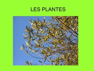 LES PLANTES

 