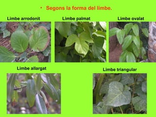 • Segons la forma del limbe.
Limbe arrodonit

Limbe allargat

Limbe palmat

Limbe ovalat

Limbe triangular

 