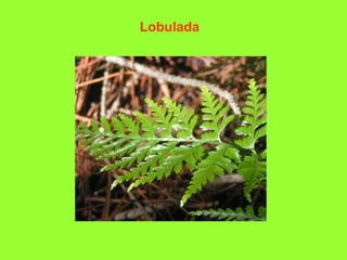 Lobulada

 