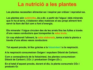 La nutrició a les plantes
Les plantes necessiten alimentar-se i respirar per créixer i reproduir-se.
Les plantes són autòtrofes, és a dir, a partir de l’aigua i dels minerals
que hi ha al terra, s’elaboren elles mateixes el seu propi aliment fent
servir la llum del Sol com a font d’energia.
Els minerals i l’aigua circulen des de les arrels fins les fulles a través
d’uns vasos conductors que transporten la saba bruta.
Un cop elaborat l’aliment, la saba elaborada, torna a tota la planta a
través d’uns altres vasos conductors
Tot aquest procés, té lloc gràcies a la fotosíntesi i a la respiració.
A la respiració consumeixen Oxigen i expulsen Diòxid de Carboni.
Com a conseqüència de la fotosíntesi, les plantes consumeixen
Diòxid de Carboni ( CO2 ) i produeixen Oxigen (O2 ).
En el total d’aquest procès, durant el dia, la planta consumeix CO 2 i
produeix O2

 