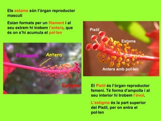 Els estams són l’òrgan reproductor
masculí
Estan formats per un filament i al
seu extrem hi trobem l’antera, que
és on s’hi acumula el pol·len

Pistil
Estams

Antera amb pol·len

El Pistil és l’òrgan reproductor
femení. Té forma d’ampolla i al
seu interior hi trobem l’òvul.
L’estigma és la part superior
del Pistil, per on entra el
pol·len

 